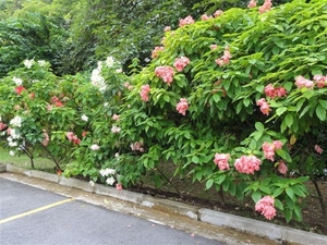 Mussaenda sp - virgin tree