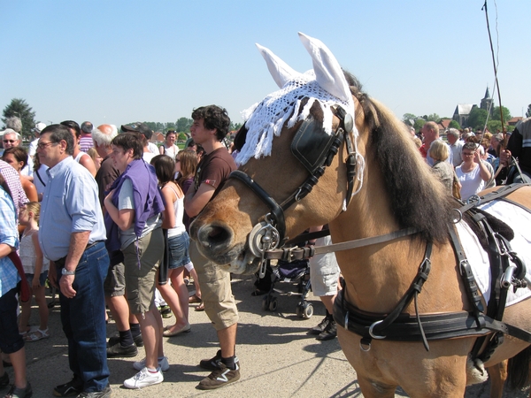 1 paard is vandaag verongelukt in de paardengalop