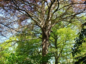 BOSSEN