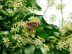 VLINDERS