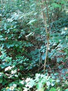 13-oktober 2011 038