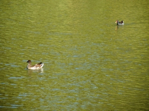 13-oktober 2011 081