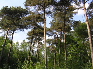 P5270053