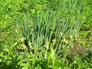 P6040027