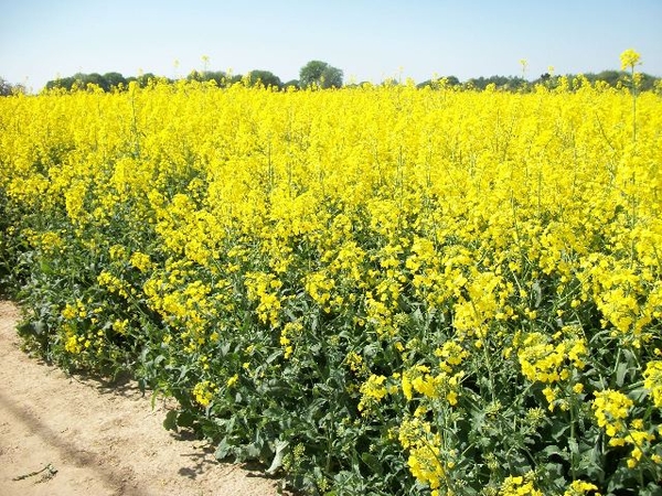 43-Velden vol met koolzaad
