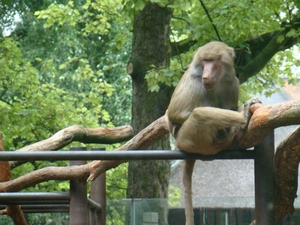 ZOO 27-7-2010 019