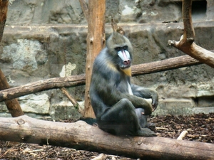 ZOO 27-7-2010 020