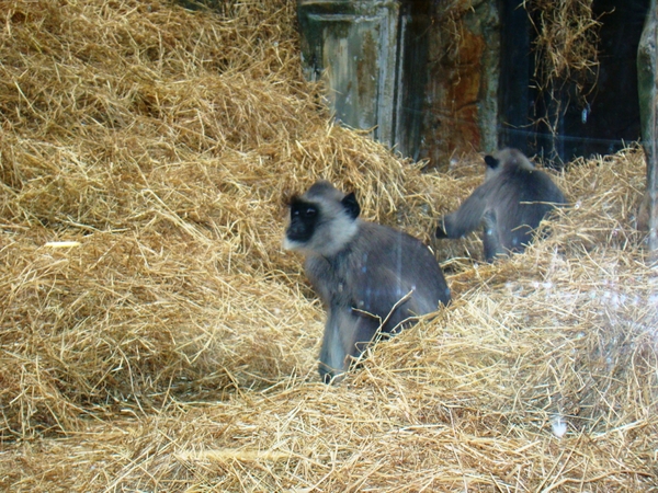 ZOO 27-7-2010 026