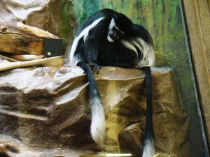 ZOO 27-7-2010 030