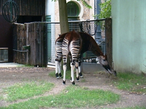 ZOO 27-7-2010 035