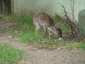ZOO 27-7-2010 036