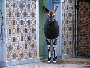 ZOO 27-7-2010 037
