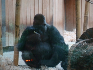 ZOO 27-7-2010 040