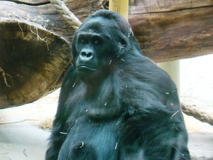 ZOO 27-7-2010 041