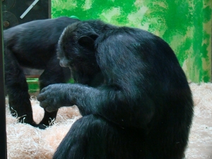 ZOO 27-7-2010 043