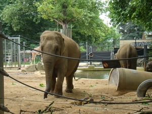 ZOO 27-7-2010 049