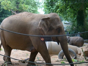 ZOO 27-7-2010 050