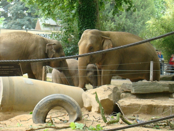 ZOO 27-7-2010 052