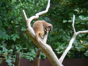 ZOO 27-7-2010 056