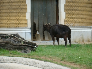 ZOO 27-7-2010 061