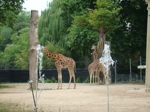 ZOO 27-7-2010 062