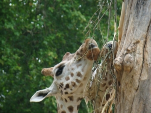 ZOO 27-7-2010 064