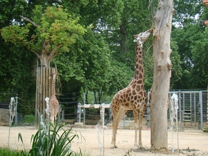 ZOO 27-7-2010 065