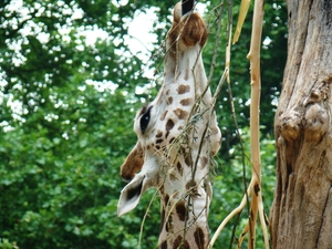 ZOO 27-7-2010 066