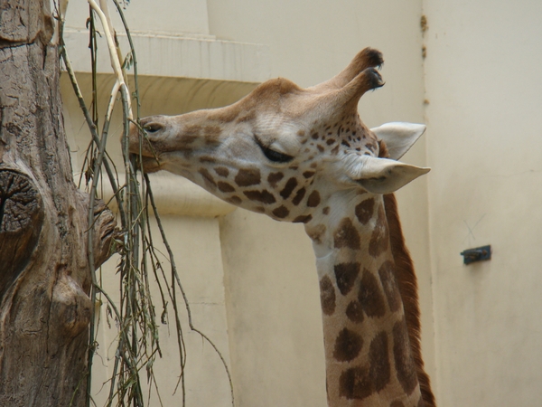 ZOO 27-7-2010 073