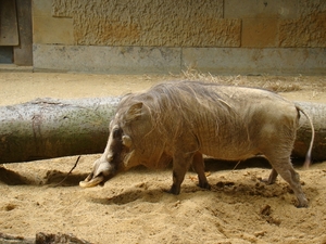 ZOO 27-7-2010 076