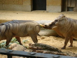 ZOO 27-7-2010 077