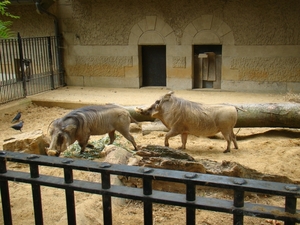 ZOO 27-7-2010 078