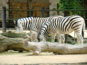ZOO 27-7-2010 090