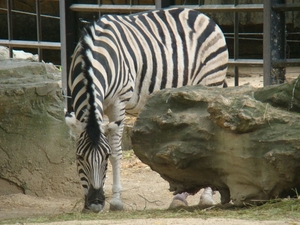 ZOO 27-7-2010 091