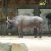 ZOO 27-7-2010 094