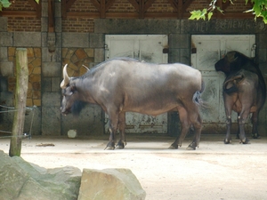ZOO 27-7-2010 094