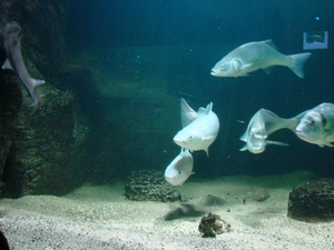 ZOO 27-7-2010 113