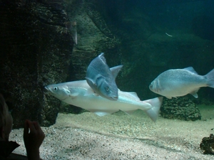 ZOO 27-7-2010 114