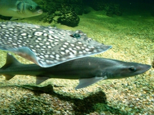 ZOO 27-7-2010 115
