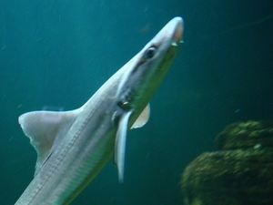 ZOO 27-7-2010 116