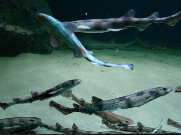 ZOO 27-7-2010 118