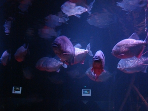 ZOO 27-7-2010 155