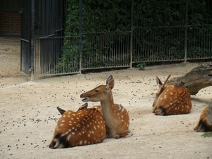 ZOO 27-7-2010 167