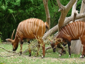 ZOO 27-7-2010 171