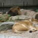 ZOO 27-7-2010 173