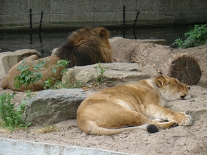 ZOO 27-7-2010 173