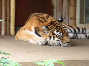 ZOO 27-7-2010 177