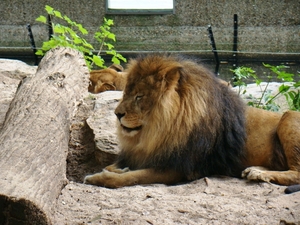 ZOO 27-7-2010 175