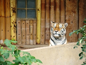 ZOO 27-7-2010 178