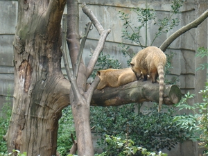 ZOO 27-7-2010 203